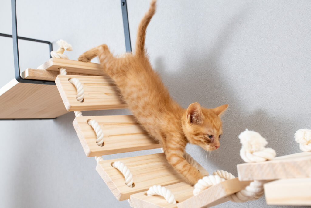 キャットステップ猫はしご