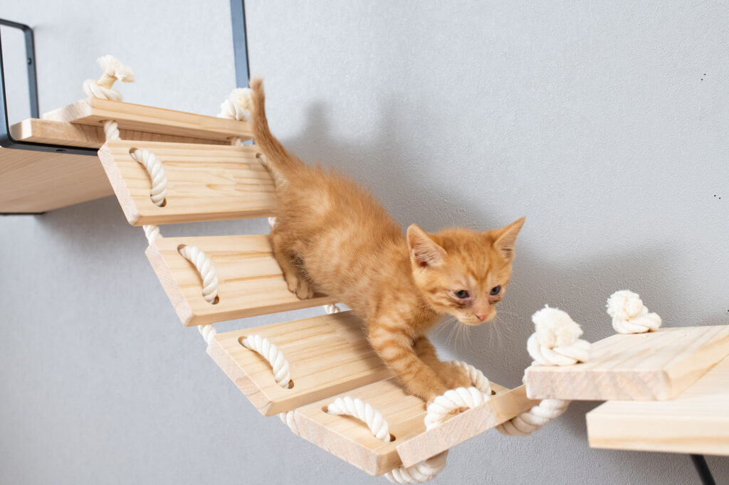 猫はしご
