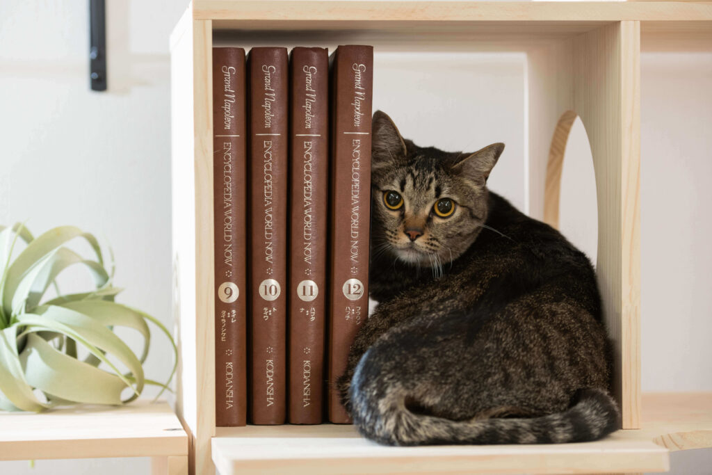 本棚と猫
