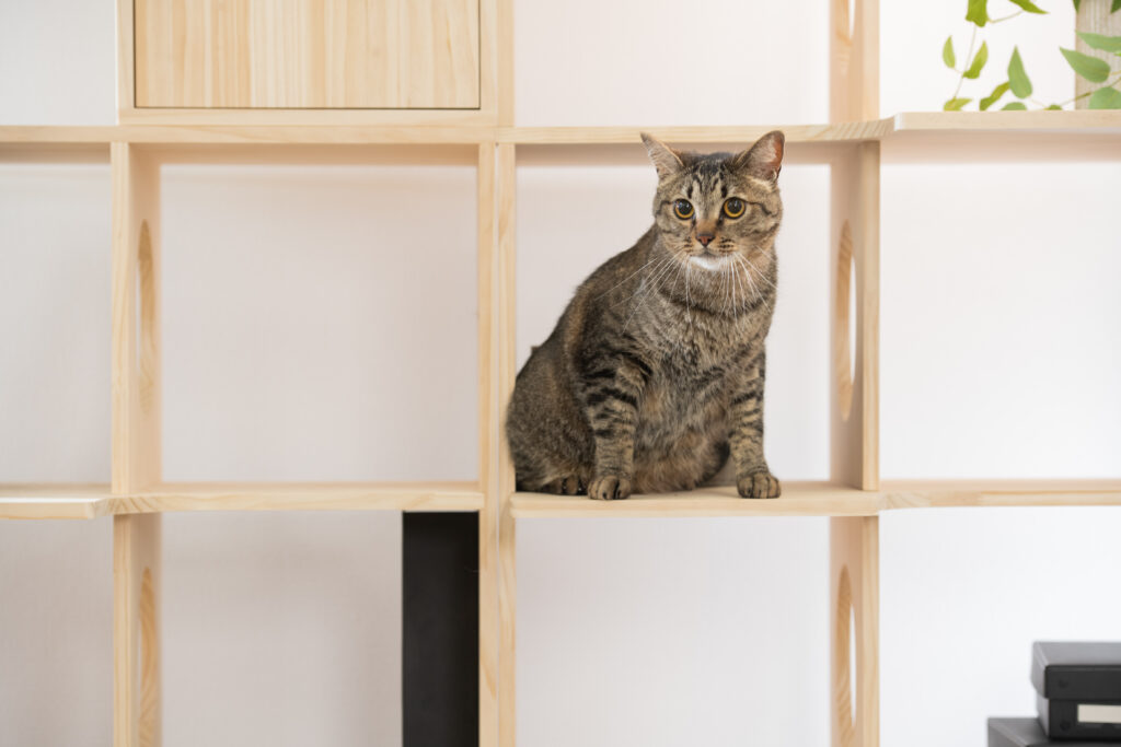猫とキャットタワー本棚