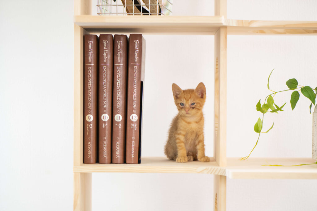 本棚と子猫