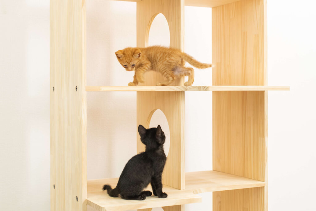 本棚と猫たち