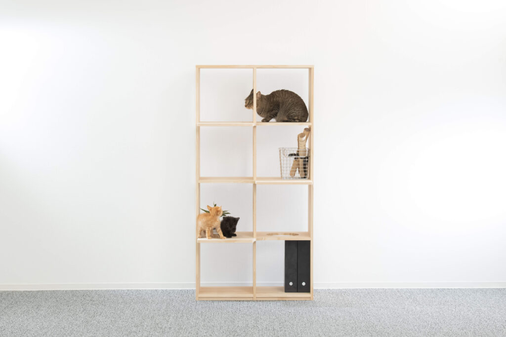 キャットタワー本棚と猫