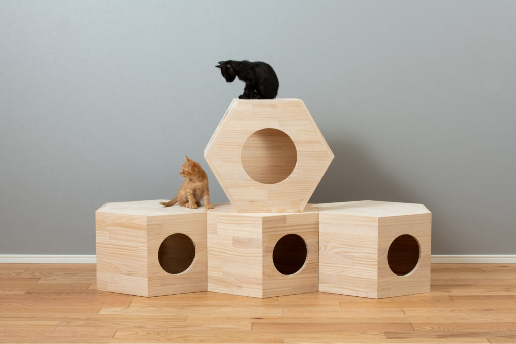 六角BOXと子猫たち