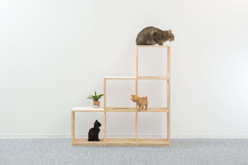 猫棚3段と3匹の猫